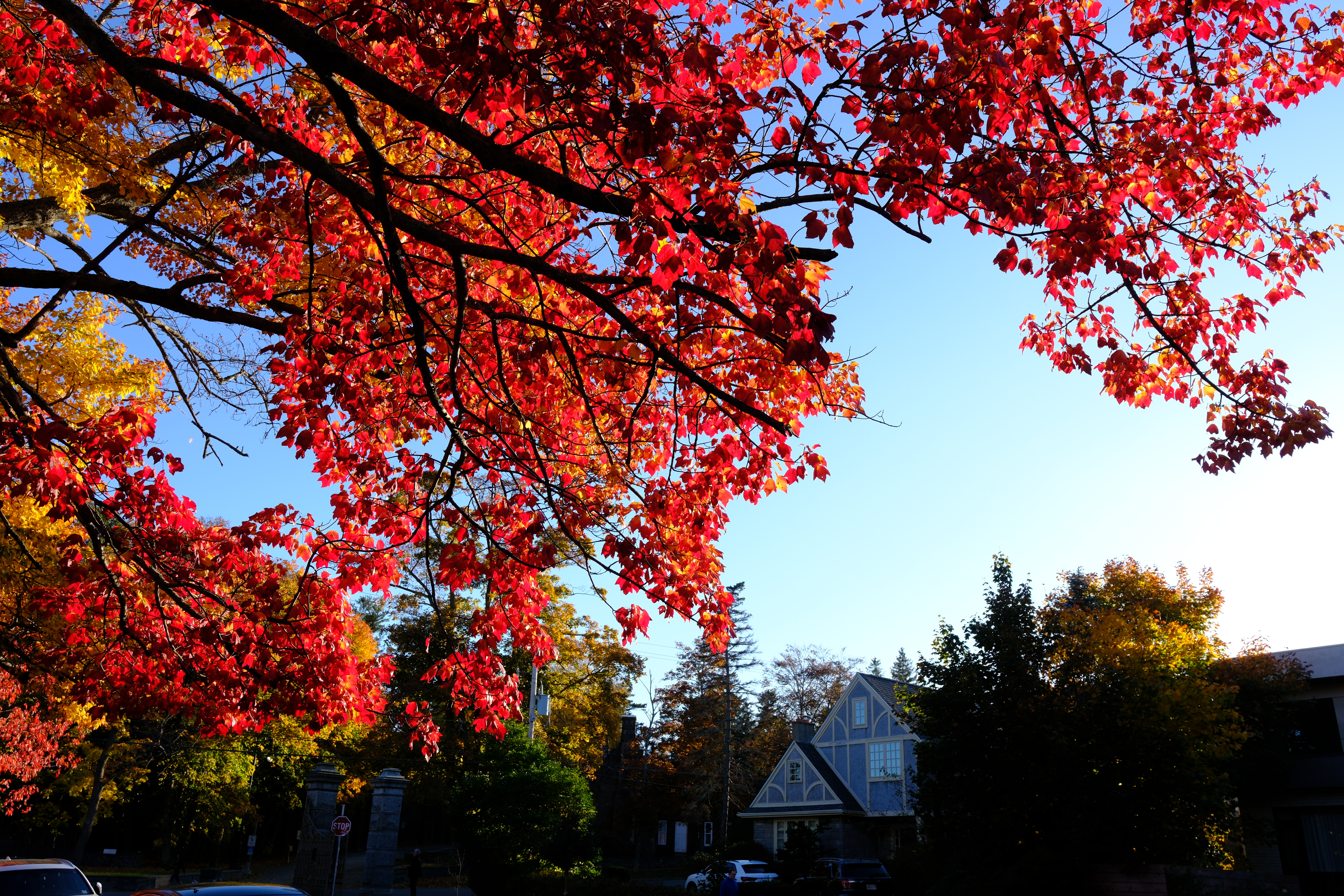 哈利法克斯秋景